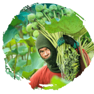 A man harvesting large crops. He is carrying them on his shoulder.