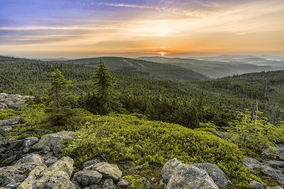 A photograph of a forest taken from high up. The forest stretches to the horizon and the sun is setting (or rising) in the distance. 