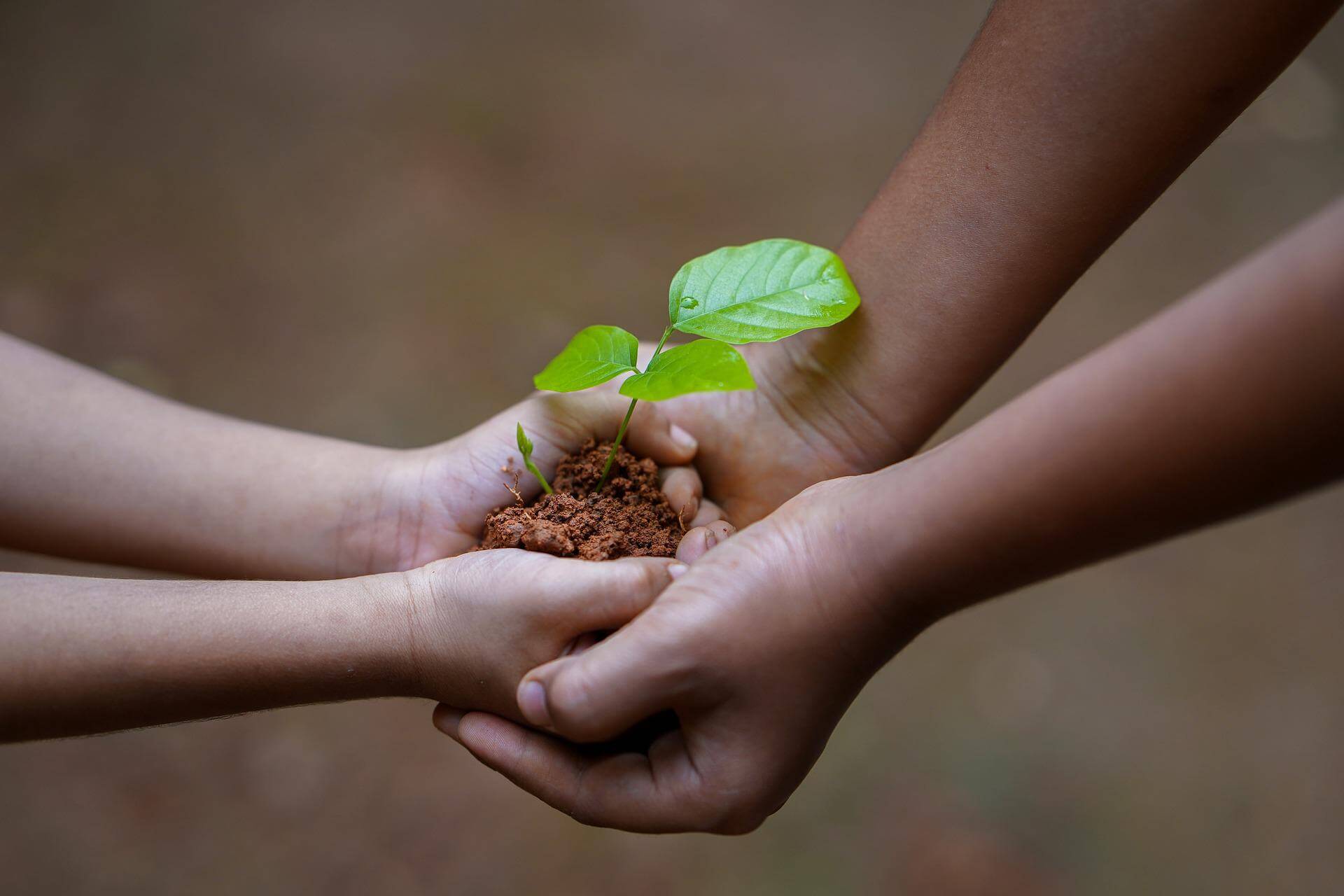 small hands share a pile of dirt with a seedling with a pair of larger hands
