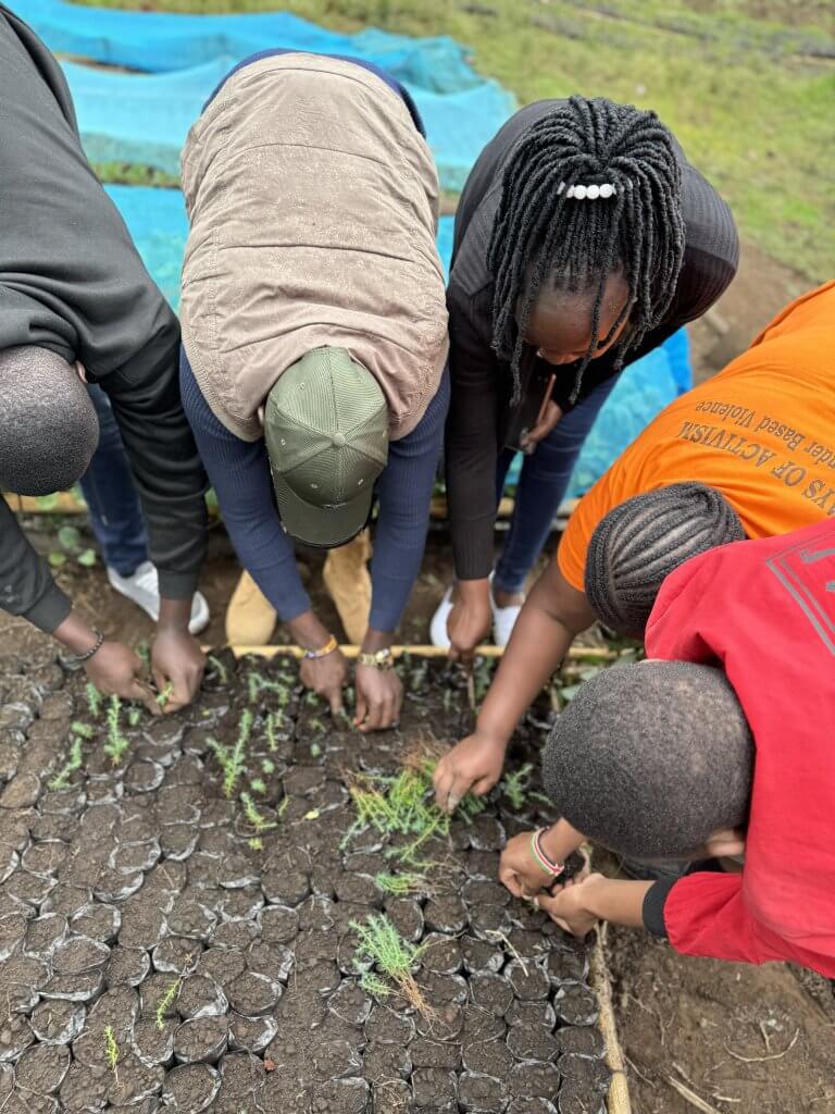 A group of five people transplanting tree saplings.